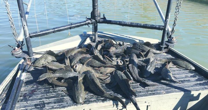 More Than 400 Invasive Fish Dumped From Aquariums Found in Texas River | Smart News