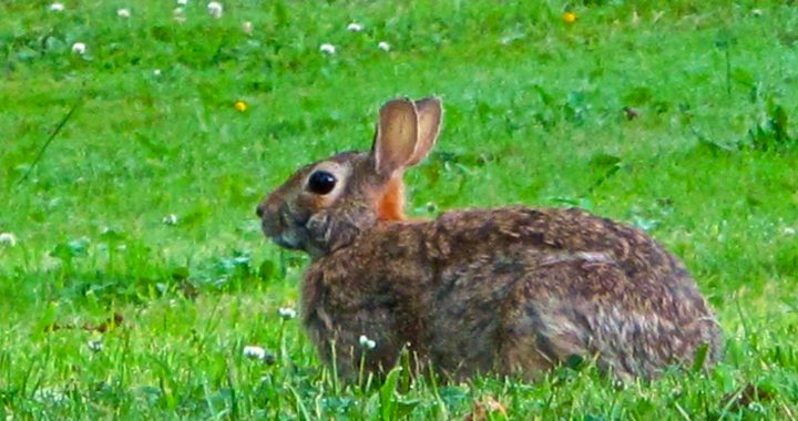 Two cases of a deadly rabbit disease found in East Tennessee