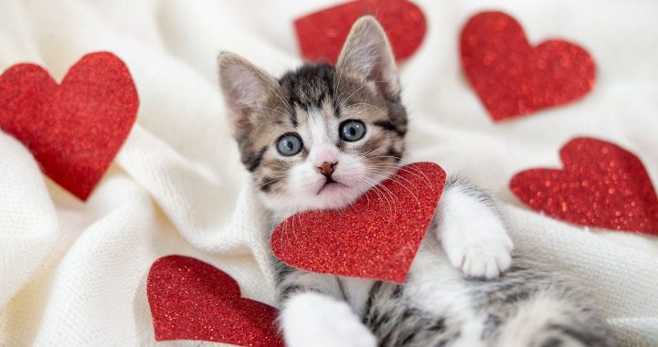 Valentine’s Day 2022 pet spending: You won’t believe what we’ll shell out for our dogs and cats