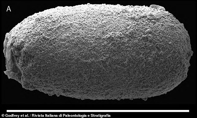 According to the palaeontologists, the tiny oblong droppings were left by worms as they ate the flesh — and perhaps even brain matter — from the fish's decaying head. Pictured: a scanning electron microscope image of one of the pellets. The white bar is 1 mm long