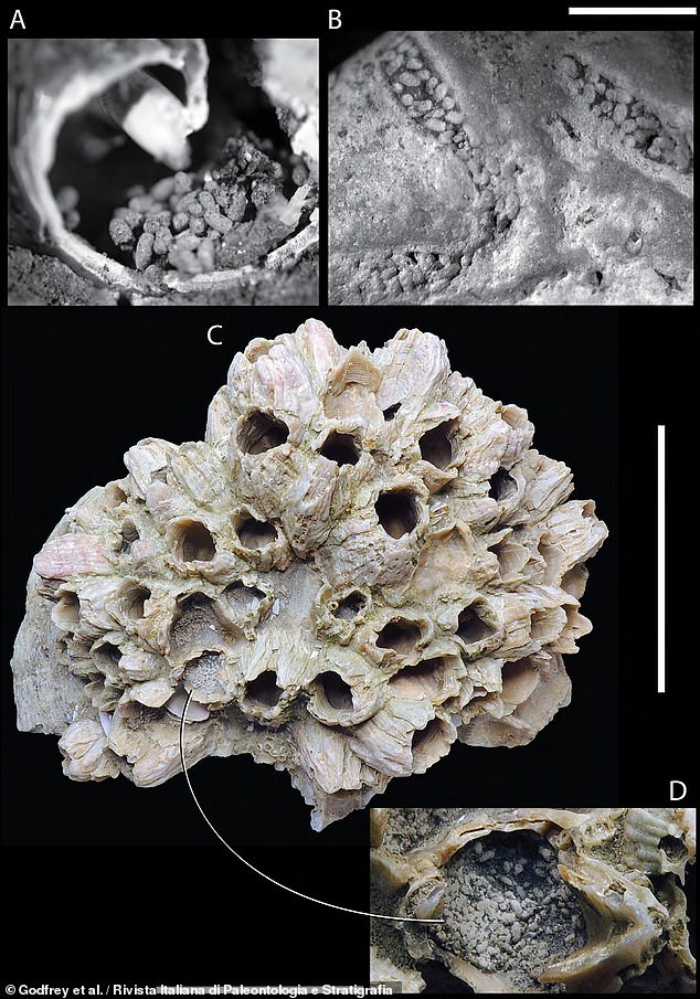 Alongside the stargazer skull, the team also found faecal pellets in a variety of other fossils from the Calvert Cliffs, including moon snails (A), burrows (B) and barnacles (C & D)