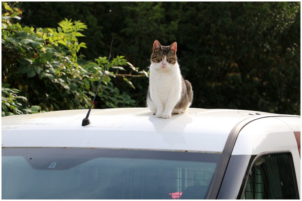 Cat Hitches Ride on Woman’s Car Roof in Wild Viral Video-‘Live Dangerously’