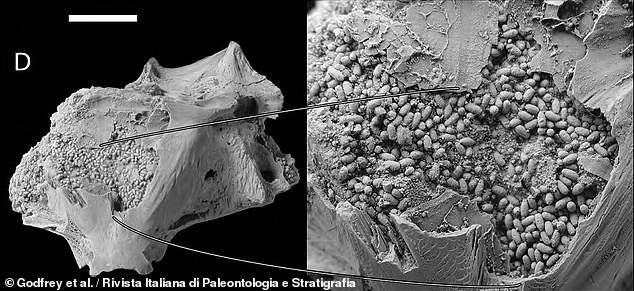 Fossils: Hundreds of worm faecal pellets found inside a 9 MILLION-year-old fish skull