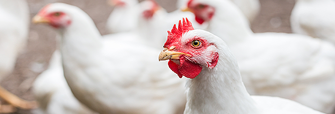 USDA APHIS | USDA Confirms Highly Pathogenic Avian Influenza in a Commercial Poultry Flock in Delaware