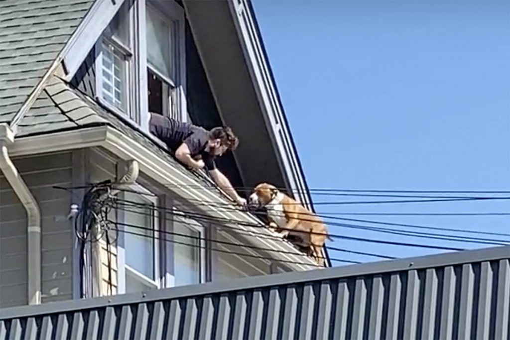 Montclair animal control officer hangs out window to rescue dog