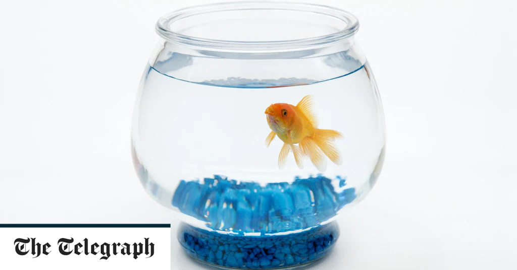 Round goldfish bowls could be banned because they cause fish ‘stress’