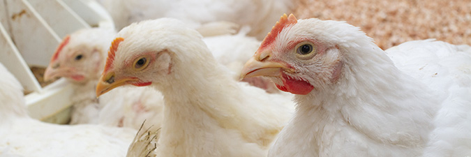 USDA APHIS | USDA Confirms Highly Pathogenic Avian Influenza in Pennsylvania and Utah