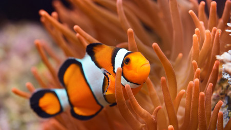 Clownfishes host anemone in the reef and raise babies there. Photo Collected
